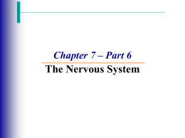 Nervous System Part 6