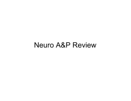 Neuro A&P Review