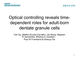 Optical controlling reveals time-dependent roles for adult