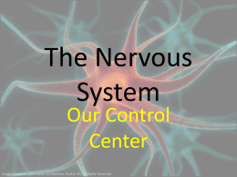 The Nervous System - Canton Local Schools