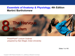 08_NervousSystem