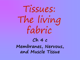 Tissues: The living fabric