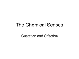 The Chemical Senses