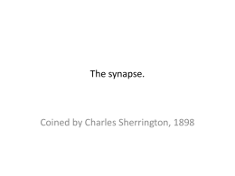 The synapse.