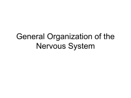 GeneralOrganizationoftheNervousSystem(1)