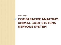 Comparative Anatomy: Animal Body Systems NERVOUS SYSTEM