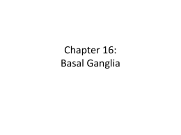 Chapter 16: Basal Ganglia