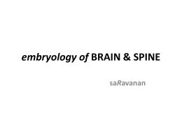 embryology of BRAIN & SPINE