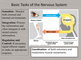 WHAT PARTS DO YOU KNOW THAT ARE IN THE NERVOUS SYSTEM?