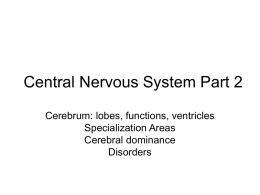 Central Nervous System Part 2
