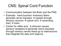 CNS: Spinal Cord Function