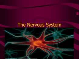 The Nervous System - riverridge210.org