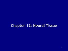 Chapter 12: Neural Tissue