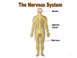 Nervous System - Northwest Technology Center