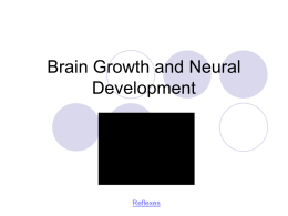 Brain Growth and Neural Development