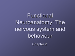 Functional Neuroanatomy - Innovative Arts | Faculty of Arts