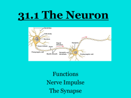 31.1 The Neuron