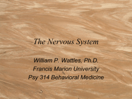 The Nervous System - Francis Marion University