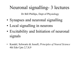 Synapses and neuronal signalling