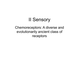 II Sensory - Washington State University