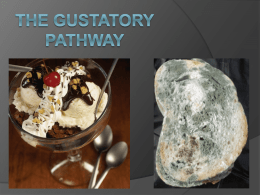 The gustatory pathway - West Virginia University
