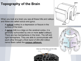 Topography of brain