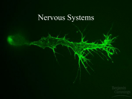 Nervous Systems - Western Washington University
