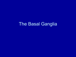The Basal Ganglia - Fetterman Events
