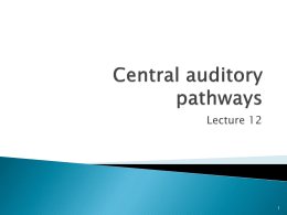 Central auditory pathways