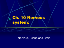 Ch. 10 Nervous system: - Grafton School District