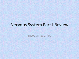 Nervous System Part I Review