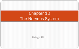 Chapter 12 The Nervous System