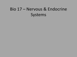 Bio 17 – Nervous & Endocrine Systems