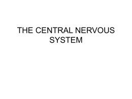 THE CENTRAL NERVOUS SYSTEM