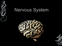 Nervous System - science