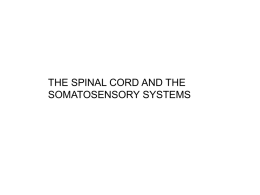 spinal_c-somatosenso..