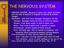 THE NERVOUS SYSTEM - Fox Valley Lutheran High School