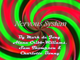 Nervous system - Nayland College