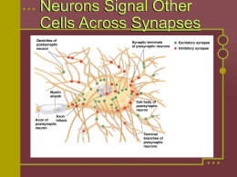 Neurons Signal Other Cells Across Synapses