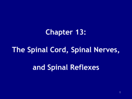 Chapter 13: The Spinal Cord, Spinal Nerves, and Spinal