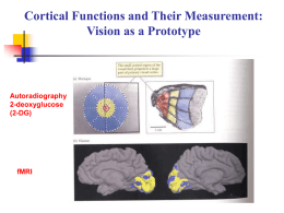 Visual Field and the Human Visual System
