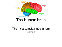 The Human brain