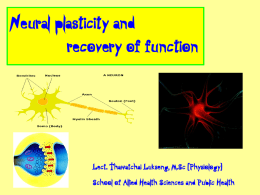 Neural plasticity and recovery of function