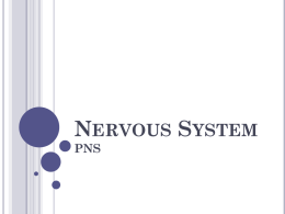 Nervous System PNS