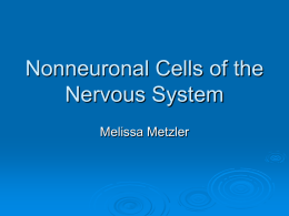 Nonneuronal Cells of the Nervous System