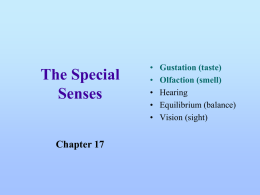 The Special Senses - Central High School
