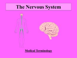 The Nervous System