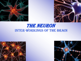 The Neuron - VirtualAvenue