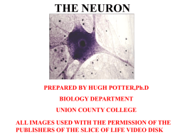 MYELINATED AXON - Union County College Faculty Web Site