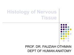 Histology of Nervous Tissue - UMK C.A.R.N.I.V.O.R.E.S. 3